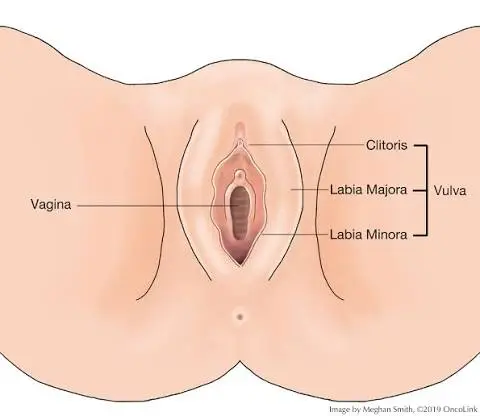 vulvas meaning